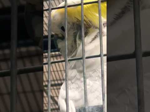 Inside the Torturous Zoos of China