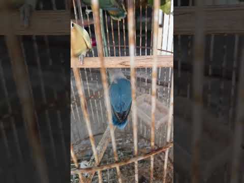 lovebird lucu #music #burung #burunglovebird