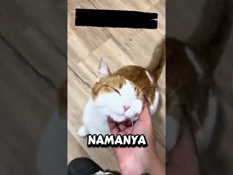 kucing ini pasang muka melas dan sedih dan berhasil di adopsi !#short#shortfeed#feed#shorts#kucing