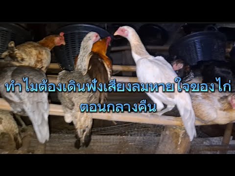 เดินฟังเสี่ยงลมหายใจของไก่ตอนก