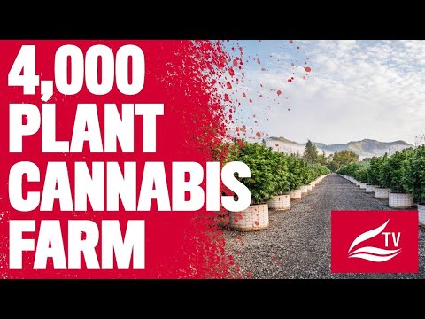 How to Grow 4,000 Cannabis Plants Outdoors with Greenbull farms