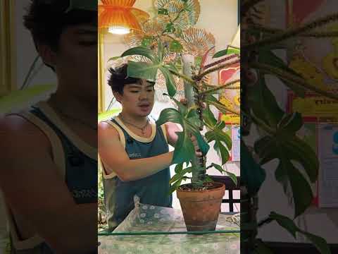 Taking care of my houseplants on moss poles. ￼