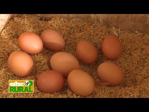 Abc Rural: Importancia de la buena presentación de los huevos