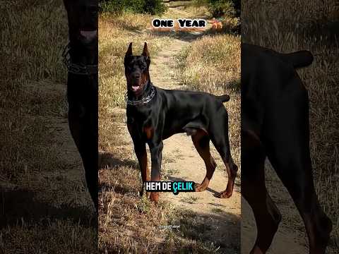 🐾 Çelik Yürekli Dost: Doberman’ın Sıra Dışı Hikayesi