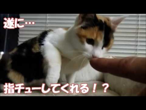 遂にこの日が…保護猫が初めて指にチューしてくれる!?