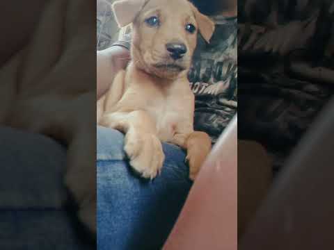 my cute dog 🐶 chota bacha👀✨💫❤️🫶🏻