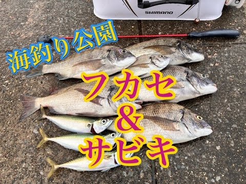 海釣り公園でフカセ＆サビキ釣り！クロダイ・アジ狙ってみた！【24年9月】