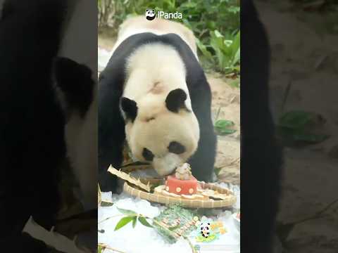 Jian Jian's Exclusive Birthday Feast | iPanda #shorts