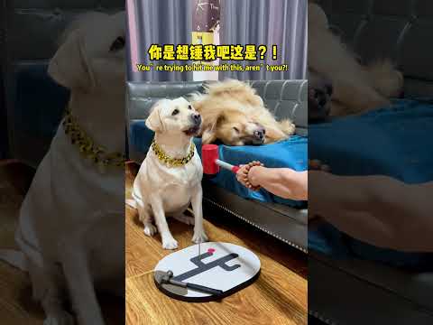 狗子：你是砸他还是砸我啊？！换个狗吧！Doggo: Are you gonna hit him or me?! Pick another pup instead#搞笑汪驾到#萌寵#寵物#搞笑#拉布拉多