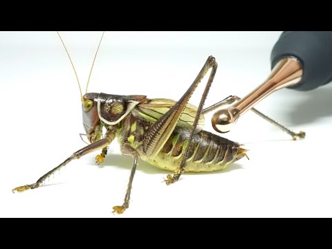 キリギリスにバイブをあてると…ヤバすぎた