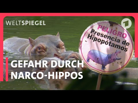 Escobars Flusspferde: Der Fluch des toten Drogenbarons