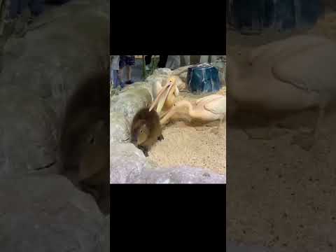 They’ll eat anything!! 😂😂 #viral #funny #animals