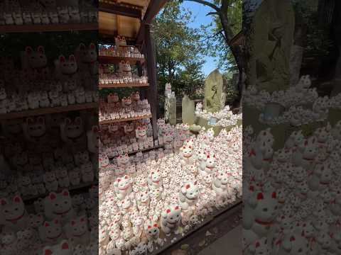 1,000+ Lucky Cats at Gotokuji Temple! 🙀 #tokyo #japan 豪徳寺と招き猫 #ochikeron