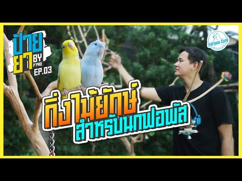 ชมนกชมไม้ของจริง|ป้ายยาEp.0