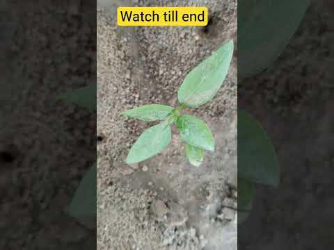 🥲🥹Yai kya hua #shorts #ytshorts #jyotipalakvlogs44 #viral shorts #viral video