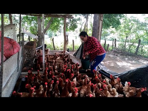 Familia emprendedora de Rivas desarrolla exitosa granja avícola