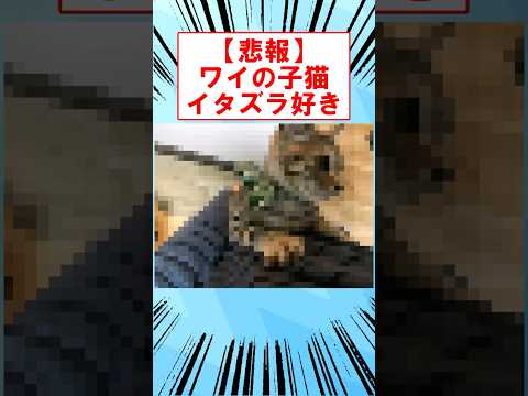 【悲報】ワイの子猫、イタズラ好き #shorts #2ch #子猫