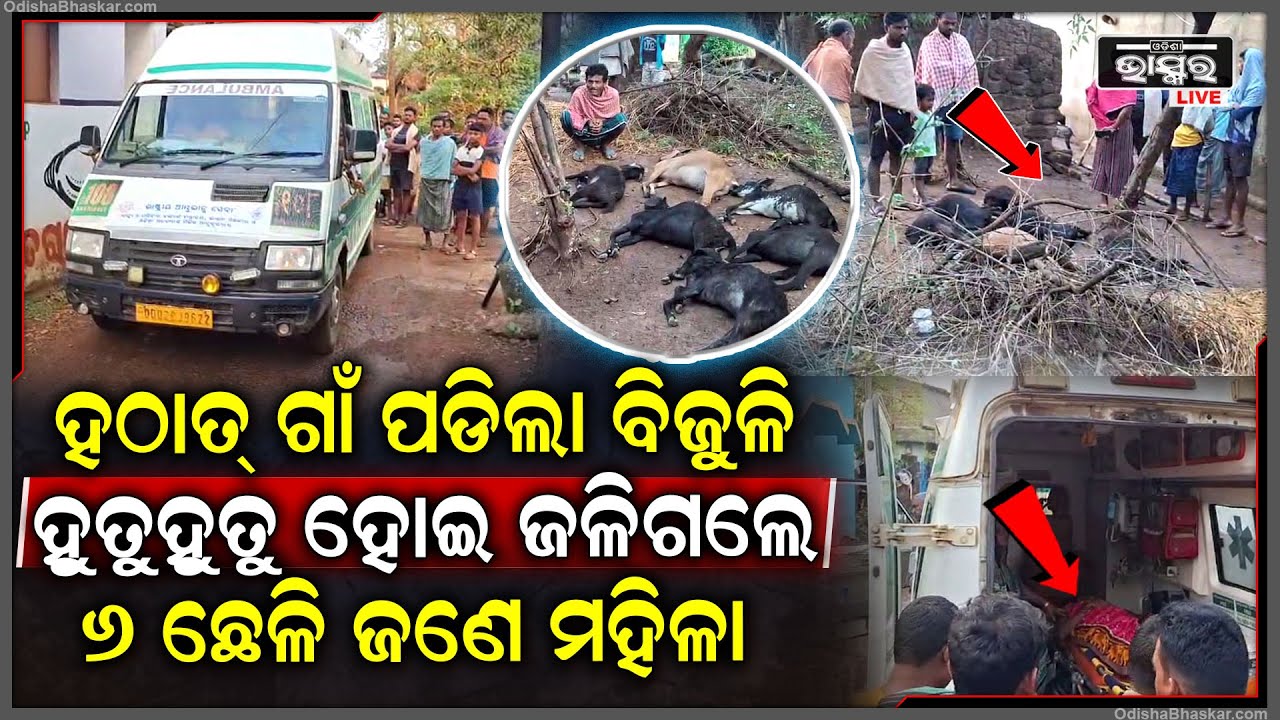 ହଠାତ୍ ଗାଁରେ ଏମିତି କଣ ପଡିଲା ଜଳିଗଲେ ୬ ଛେଳି ? || ODISHA BHASKAR ||