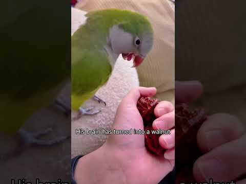 Funny parrot imitation🤣🤣#parrot #fyp #funny #birds #imitation #funnybirds #funnyvideo