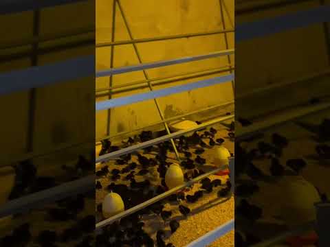 Chicken farm