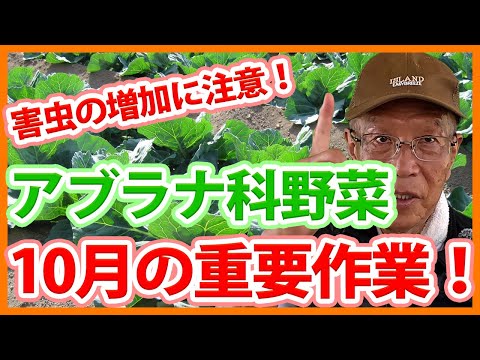 家庭菜園や農園のアブラナ科野菜栽培の10月に行う重要作業！追肥や害虫対策とアブラナ科野菜の育て方！【農家直伝】