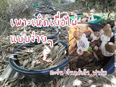 วิธีเพาะเห็ดเยื่อไผ่แบบง่าย วิธีเพาะเห็ดเยื่อไผ่แบบง่าย