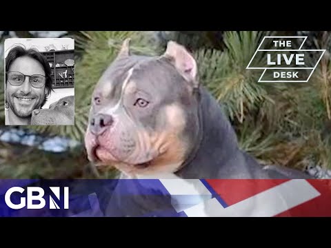 ‘The new drug money’ | Animal behaviourist warns of American Bulldog breeding