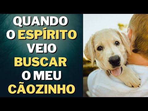 COMO É O RESGATE DO ESPÍRITOS DO ANIMAIS I Mensagem Espírita