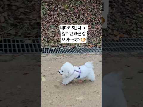 #강아지 #솜뭉치 #반려견 #강아지브이로그 #애견영상 #cute #cutedog  #cute  #비숑 #미니비숑  오늘도 나에게 힐링시간을줘서고마워-사랑해 왕만두씨♡