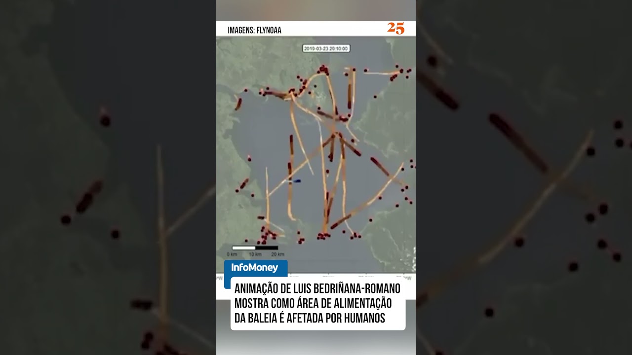 BaleiaAzul fica encurralada por navios e barcos na Patagônia chilena TV Online Baleia Azul fica encurralada por navios e barcos na Patagônia chilena