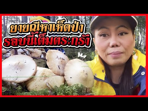 คลิปเห็ดปลวก2-ดีใจเจอน้องจีน่า คลิปเห็ดปลวก2-ดีใจเจอน้องจีน่า