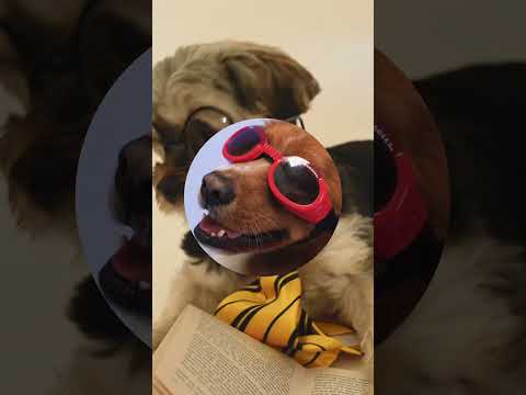 Dog in Sunglasses | Compilation | #shorts