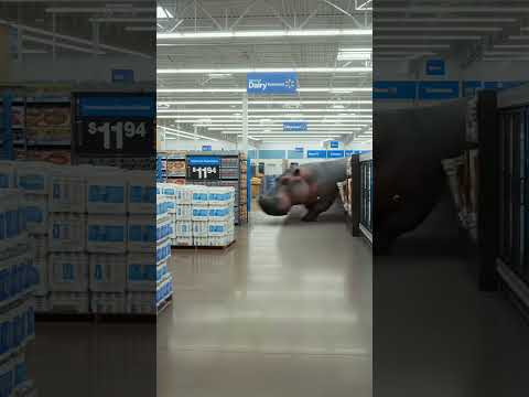 Hippo boom 🤣🤣 #ai #hippo #funny #humor #memes #aiartcommunity #shorts #ytshorts