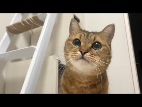 ミヌエット猫のみな君のかわいい秘密と成長記録 サムネイル
