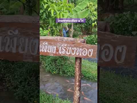 เกษตรพอเพียงสุดสวยพื้นที่๑ไร่