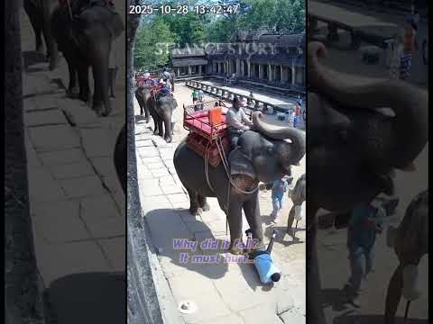Tourist Falls from Elephant's Back! 🐘 Chaos at Cambodia Temple CCTV! (Shocking Footage)