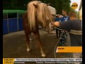 Коневодство: Жизнь гламурных лошадей