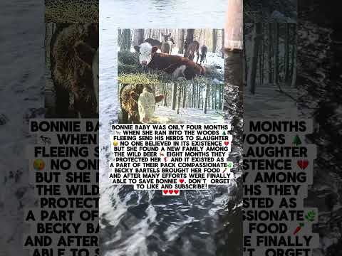 Deer Raised An Escaped Calf