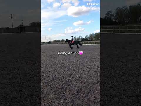 13hh to a 15hh💗 #equestrianjourney #horse #horseriding #horsefan #riding #horsegirl