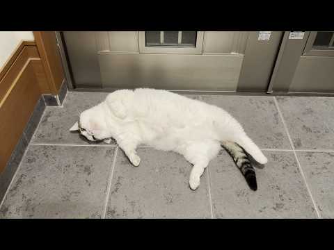 玄関でくつろぐ猫たちと飼い主の優しい願い サムネイル
