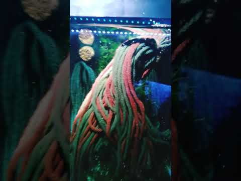 how 2 get tons of rainbow eggs #aquarium #rainbowfish #fishfam #aquariumfish #aquariumhobby #thanks
