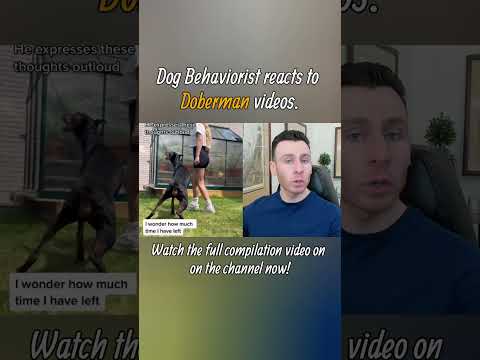 Dog trainer reacts to Doberman Pinscher dog videos part 2. #shorts #doberman #dogtraining
