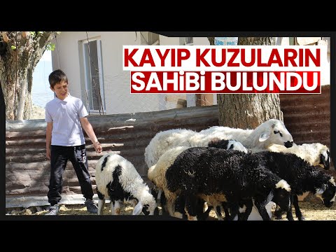 Kayıp Kuzu ve Koçların Sahibi Haber Sayesinde Bulundu