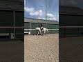 Show jumping horse Merrie Cardento x Radisson 1.30 geklasseerd