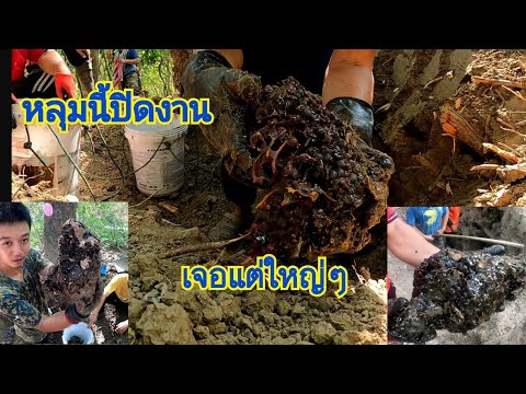 ขุดชันโรง-หลุมนี้วันสุดท้าย ขุดชันโรง-หลุมนี้วันสุดท้าย