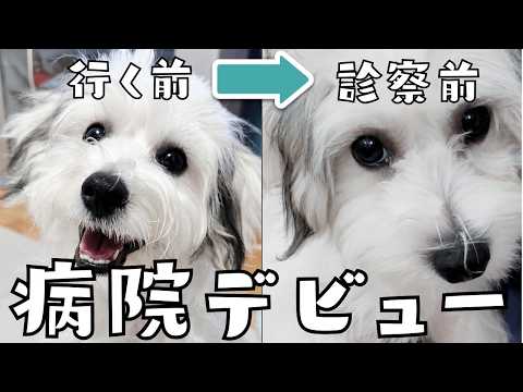 【初診察】子犬むう 初めての病院でドキドキデビュー🐾