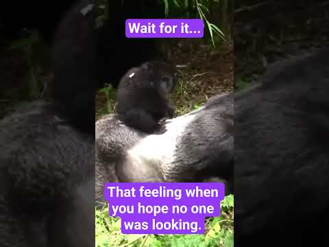 Baby Gorilla Falls Down