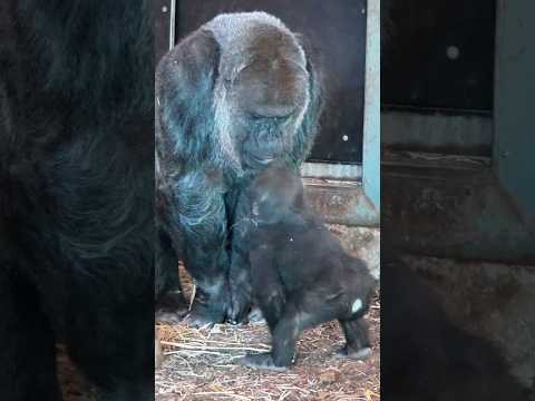 The way Makongo looks at his mom Dalila says it all #babygorilla #gorilla