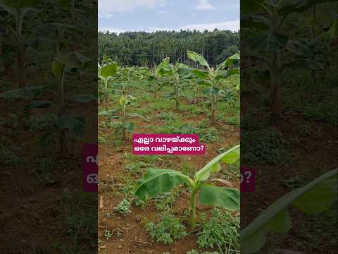 100% വിജയം ഉറപ്പ്.. ഇനിമുതൽ ചെറിയവർ ഇല്ല.. #shortsfeed #shortvideo #shorts