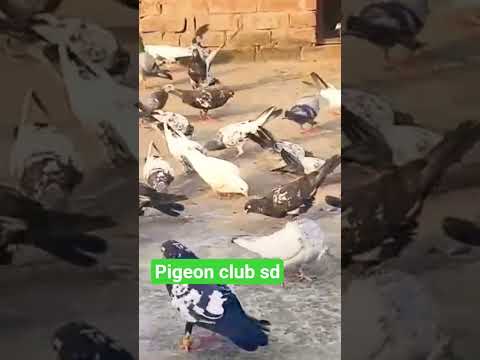 #@shok #-video#nice bird£kabutar lovat#short#